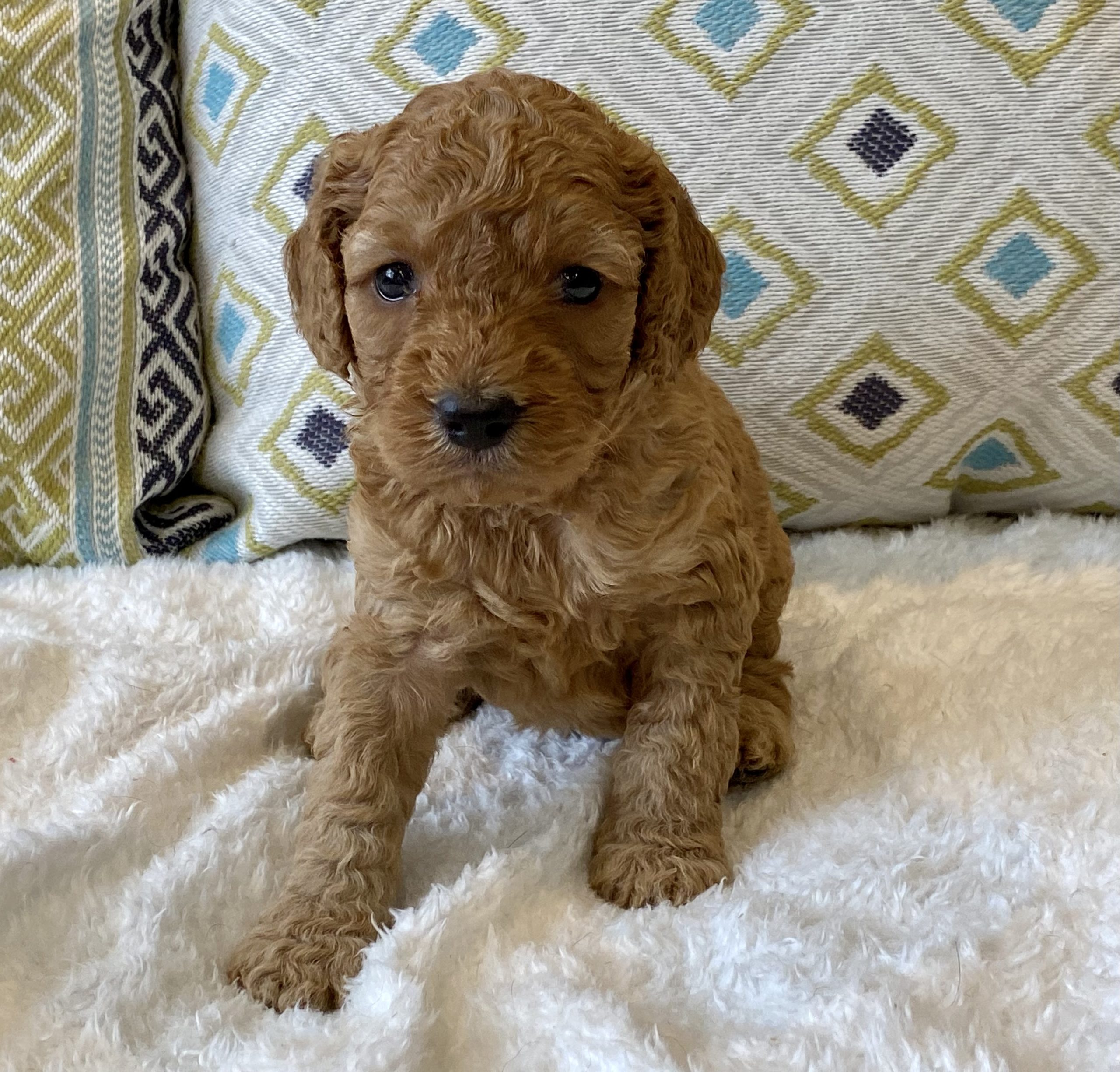 F1B Spoodle/Cavoodle Puppies - Little Angel Spoodles & Cavoodles