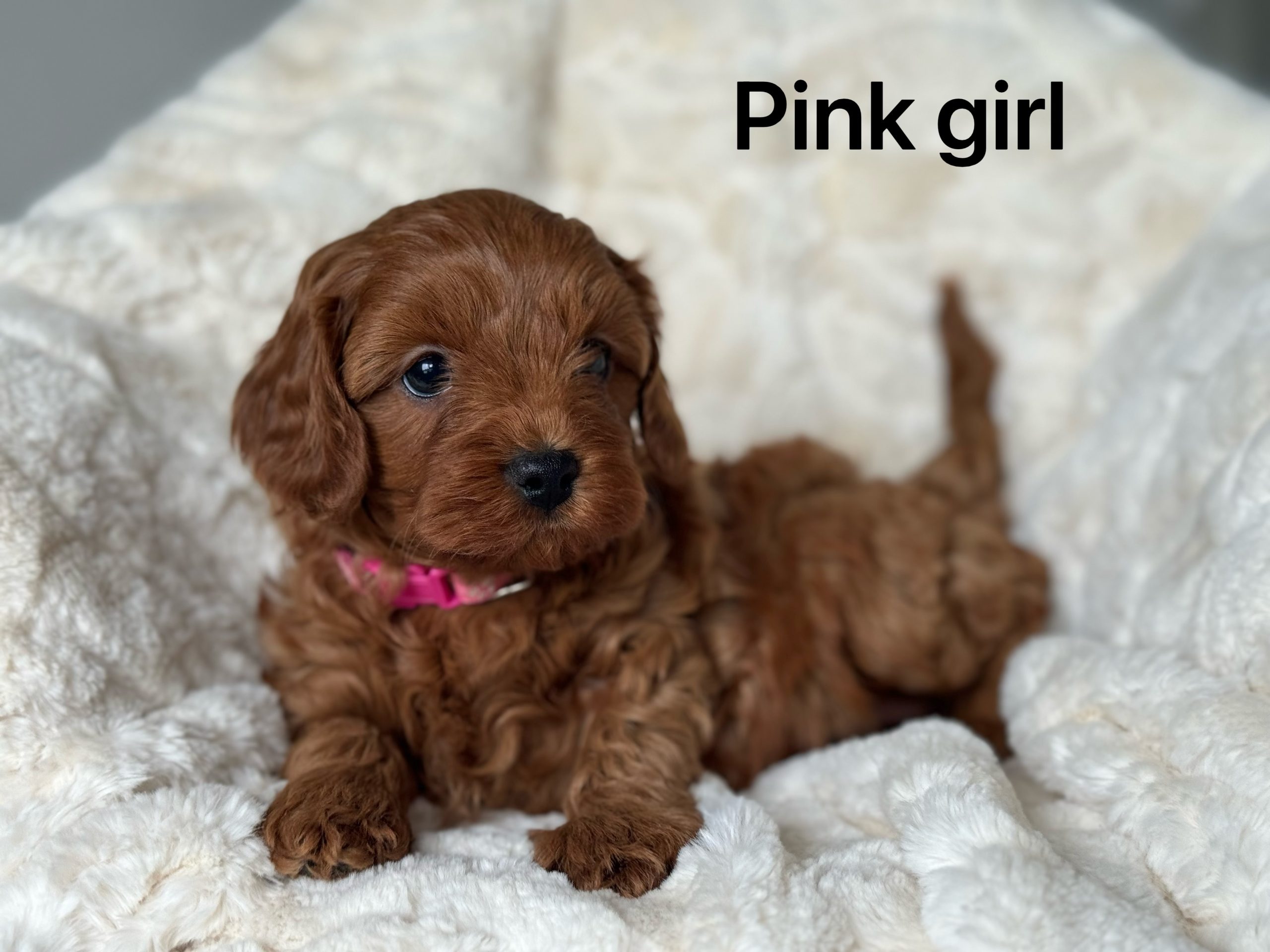 First generation cavoodle hot sale puppies for sale