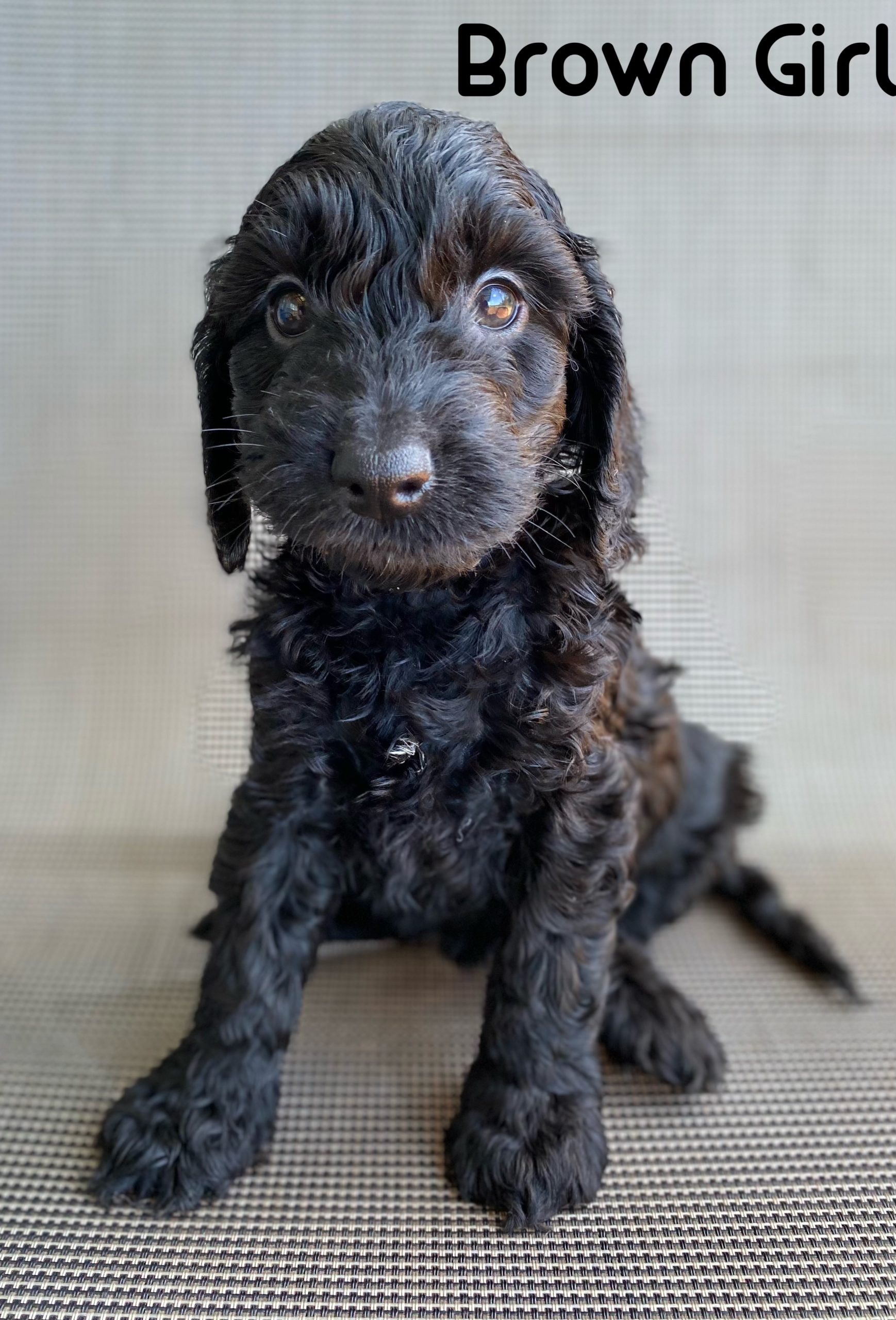 Black best sale spoodle puppy